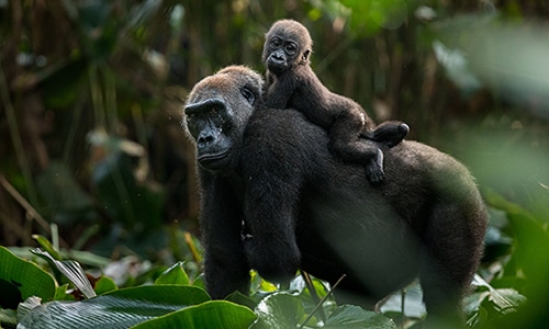 Image of two gorillas in a forest